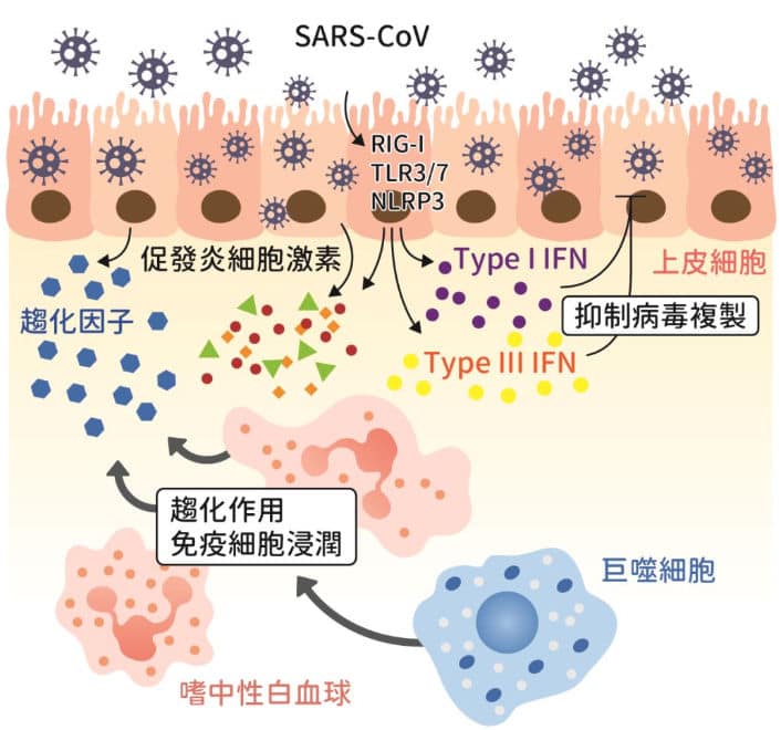 Blog 免疫風暴反應 免疫風暴反應